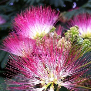 May include: Close-up of pink and white fluffy flowers with long, delicate petals. The flowers are in bloom and have a soft, feathery texture.