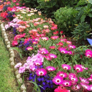 Ice Flower seeds best gift for him her mom dad, outdoor home decor birthday teacher gifts DIY flowering house plant organic gardening