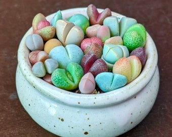 Colorful Living Stones Seeds: Lithops Succulents, DIY Home Decor Living Rocks, House Plants