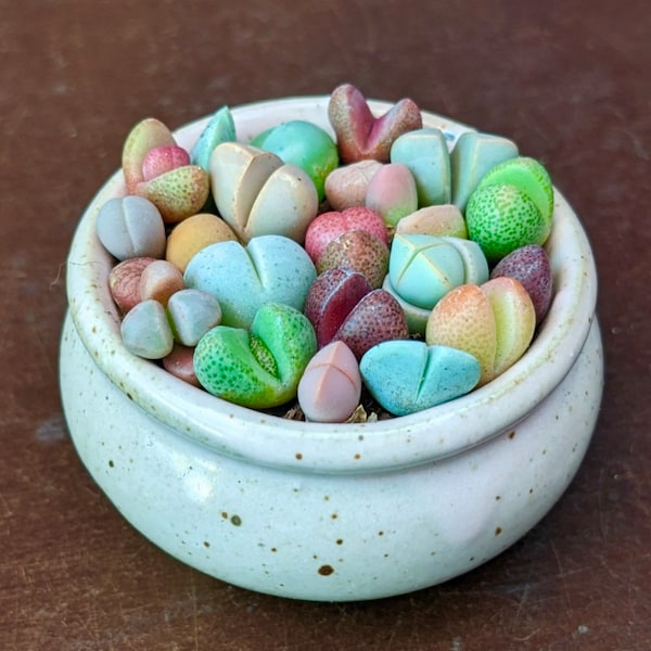 Colorful Living Stones seeds, Mesembs, amazing colours, fun and easy to grow, gift idea, house plants, organic, fast shipping