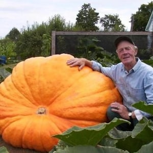 Può includere: Un'enorme zucca arancione brillante domina l'immagine, circondata da fogliame verde. Una persona con una camicia blu e un berretto posa accanto ad essa. Le dimensioni della zucca sono il punto focale.