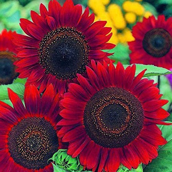 Red Sunflower seeds, fun and easy to grow, fantastic gift for any plant lover, beautiful vibrant flowers, fast shipping