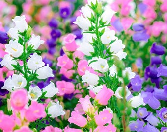 Canterbury Bells Seeds: Pink, Blue, Purple, White Perennial Flowers