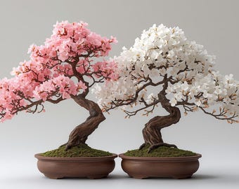 ※庭桜盆栽/多枝の白と薄ピンクの盆栽 さくら フジザクラ系 富士桜 湖上の舞の通販 苗木部 By 花ひろばオンライン