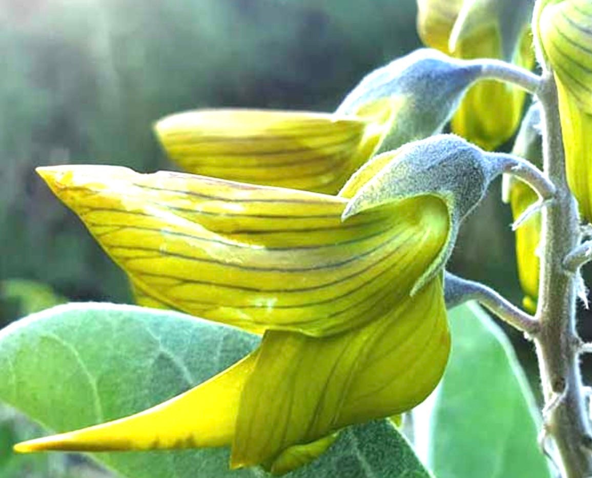 Regal Vogelblume Crotalaria Cunninghamii 30Pcs Samen Garten Balkon