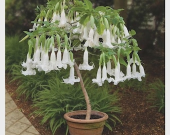 Semillas de Brugmansia Trompeta: Jardinería orgánica, Planta con flores para interior y exterior, Fácil cuidado, Trompetas de ángel