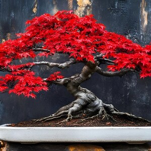 Pode incluir: Uma vibrante árvore bonsai com folhas vermelhas brilhantes, plantada num vaso retangular branco. O tronco retorcido e as raízes expostas da árvore contrastam com a folhagem. O fundo é uma parede escura e texturizada.