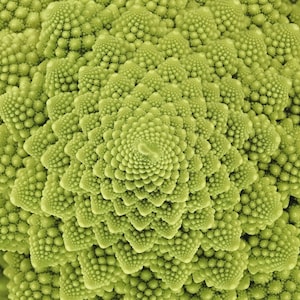 Könnte beinhalten: Nahaufnahme eines Romanesco-Brokkoli-Kopfes, der sein einzigartiges fraktales Spiralmuster zeigt. Das Gemüse hat eine leuchtend grüne Farbe mit einer strukturierten Oberfläche, die aus zahlreichen konischen Blüten besteht. Die Gesamtform ist eine faszinierende Darstellung natürlicher Geometrie.