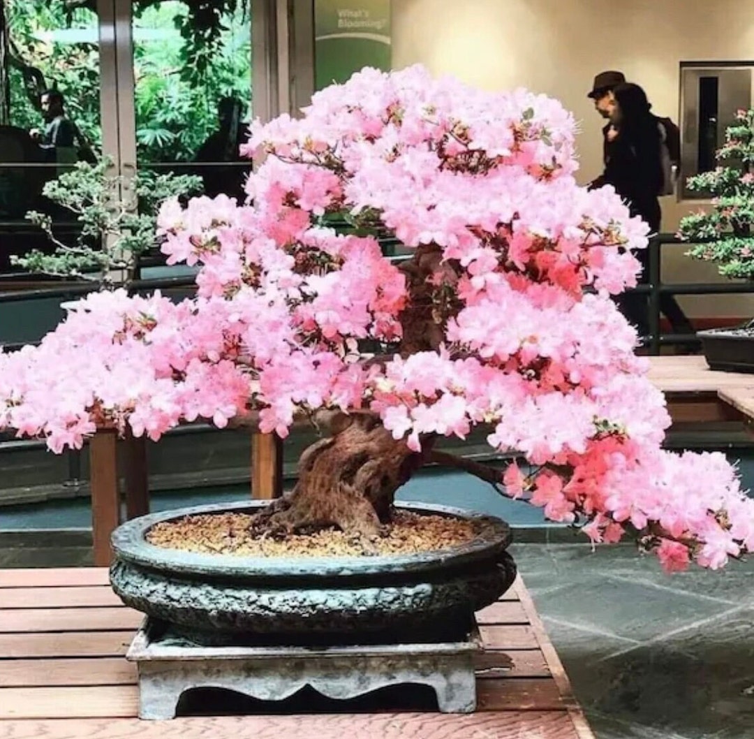 ※庭桜盆栽/多枝の白と薄ピンクの盆栽 ピンクの桜の盆栽の種：日本の桜、DIYガーデニング - Etsy 日本
