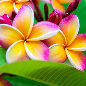 フランジパニ プルメリアの種子、ピンク オレンジ イエロー 熱帯の花の植物 彼 彼女 お母さん お父さん 先生への贈り物 家の装飾 誕生日 ガーデニング 花