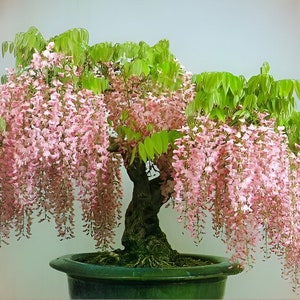 Pink Wisteria Bonsai Tree seeds, home decor gift for him her mom dad teacher gifts DIY house plants birthday gardening frost hardy perennial