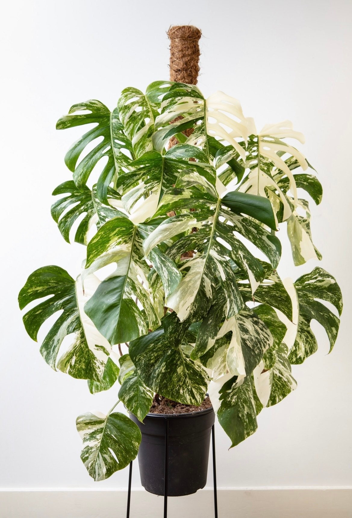 Monstera Albo Variegata Stecklinge, schne Multikultur, Sammlerstck,  Wohnkultur, bestes Geschenk fr ihn ihre Mama Papa Lehrer DIY Gartenarbeit  - Etsy sterreich