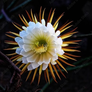 Puede incluir: Una flor de cactus blanca con pétalos largos, delgados y de color amarillo-marrón. La flor está en flor y tiene un centro amarillo. La flor está sobre un fondo oscuro.