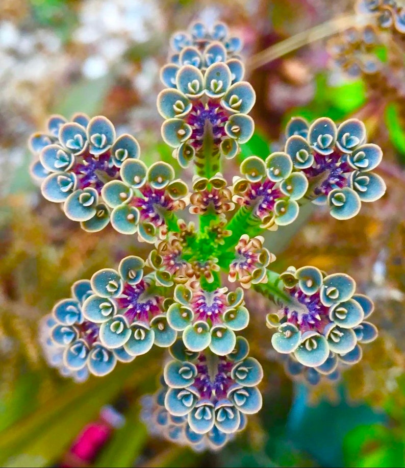 May include: A close-up of a succulent plant with a starburst pattern. The plant has small, round leaves that are a light blue-green color with purple accents.