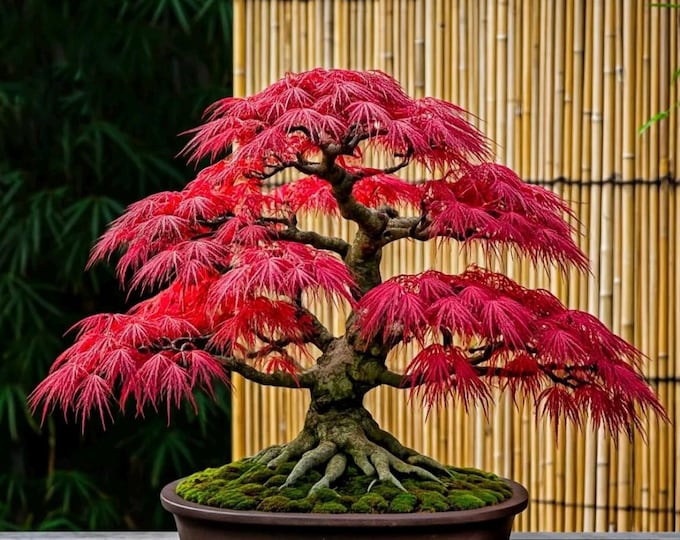 Red Maple Bonsai Tree Seeds: Acer Perennial for Indoor and Outdoor Gardening, Frost Hardy Perennial