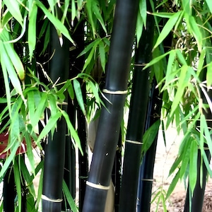 黒竹の種子、Phyllostachys Nigra 屋外および屋内の室内装飾、彼、彼女、お母さん、お父さん、先生へのギフト、DIY 観葉植物、誕生日、ガーデニング