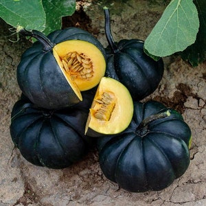 Puede incluir: Un conjunto de calabazas bellota de color verde oscuro, una de ellas cortada para revelar la pulpa amarilla y las semillas. Las calabazas están dispuestas sobre un lecho de tierra, con algunas hojas verdes visibles en el fondo. Las calabazas tienen una textura acanalada.