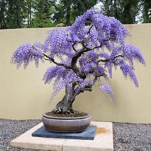 Purple Rain Bonsai tree seeds, gift for him her mom dad teacher DIY gardening perennial flowering wisteria organic easy care house plants