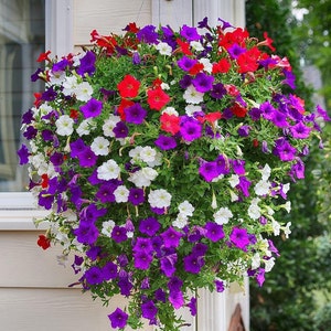 Może przedstawiać: Wiszący kosz pełen żywych petunii w pełnym rozkwicie. Kwiaty prezentują mieszankę kolorów, w tym głęboki fiolet, czerwień i biel, tworząc uderzający kontrast wizualny. Bujne zielone liście stanowią tło dla kolorowych kwiatów.