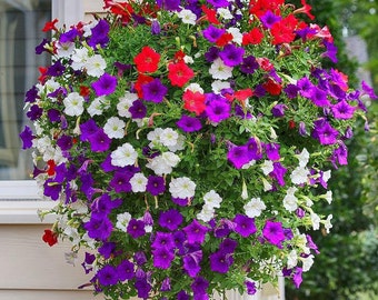Cascading Petunia Flower Seeds: DIY Indoor and Outdoor Gardening Flowering Plants, Drought Tolerent
