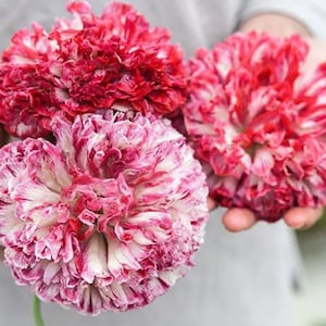ピンクのポピー牡丹の花の種、フランドルのアンティーク、彼、彼女、お母さん、お父さん、先生への最高の贈り物、家の装飾、誕生日、オーガニック、DIY、ガーデニング、お手入れ簡単