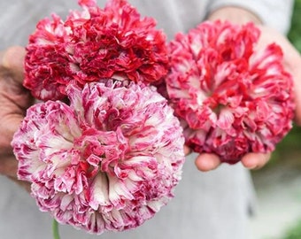 XL Flemish Antique Peony Poppy Flower Seeds: DIY Organic Gardening, Pink Pastel Blooms