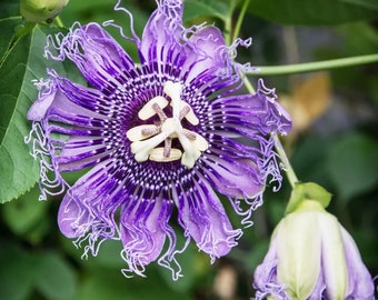 Purple Passion Flower seeds - passiflora - perfect gift for him and her - can be grown in all zones - home decor gift - gardening - organic