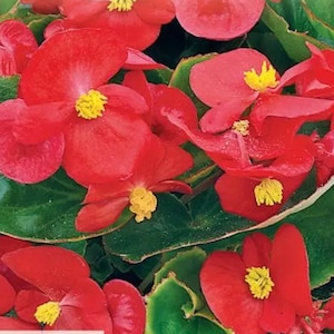 Puede incluir: Primer plano de un grupo de flores de begonia rojas con centros amarillos. Las flores están en plena floración y tienen un aspecto delicado y arrugado.