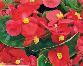 Begonia Red Comet seeds, fun and easy to grow, best gift for him and her, home decor, house plants, gardening, Birthday present, mothers day