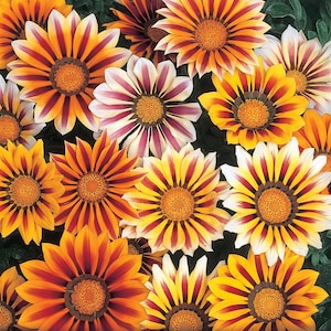 Treasure Flower seeds, Gazania best gift for him her mom dad teacher, organic gardening, outdoor home decor birthday flowering house plants
