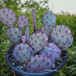 Puede incluir: Primer plano de un cactus en maceta con almohadillas planas y redondeadas en tonos morados y verde azulado. Las almohadillas están cubiertas de pequeños puntos morados oscuros y largas espinas blancas. La planta está en una maceta negra.