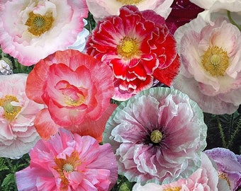 Pink Poppy Flower seeds, Shirley Poppy, beautiful colors, amazing pattern, fun and easy to grow, gift idea, fast shipping
