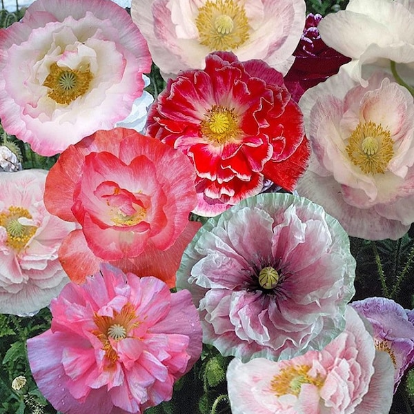 Pink Poppy Flower seeds, Shirley Poppy, beautiful colors, amazing pattern, fun and easy to grow, gift idea, fast shipping