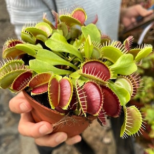ハエトリグサの種子、彼、彼女、お母さん、お父さんへの肉食植物の贈り物、屋内と屋外の室内装飾、誕生日、先生へのプレゼント、DIYガーデニング多年生植物