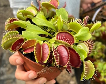 Venus Fly Trap Seeds: Carnivorous Plant, DIY Gardening Flytrap, Easy Care, Indoor & Outdoor Use, Kids Love These