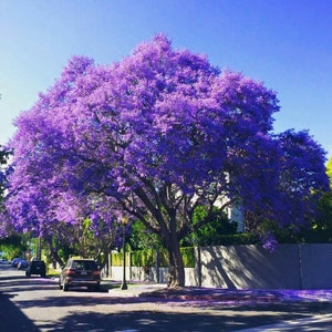 Purple Blue Jacaranda seeds, Flowering plant gift for him her mom dad teacher, outdoor garden home decor birthday DIY gardening perennial