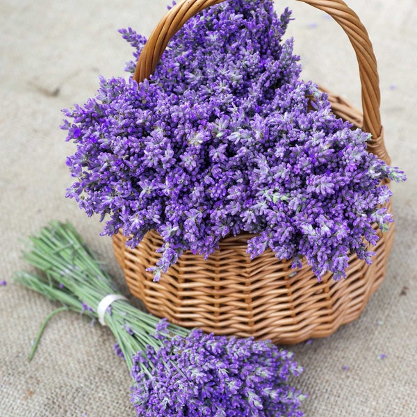 Echte Lavendelsamen, frosthart, Lavendula Angustifolia, bestes Geschenk für Sie und Ihn, Wohnkultur kann in allen Regionen wachsen, Muttertag Vatertag