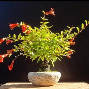 Graines de bonsaï grenade naine, meilleur cadeau pour lui, son papa enseignant, décoration d&#39;intérieur anniversaire bricolage plantes d&#39;intérieur fleuries jardinage biologique