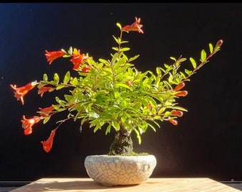 Dwarf Pomegranate bonsai seeds - Punica granatum nana - fun & easy to grow - perfect gift for him and her - home decor gifts - gardening