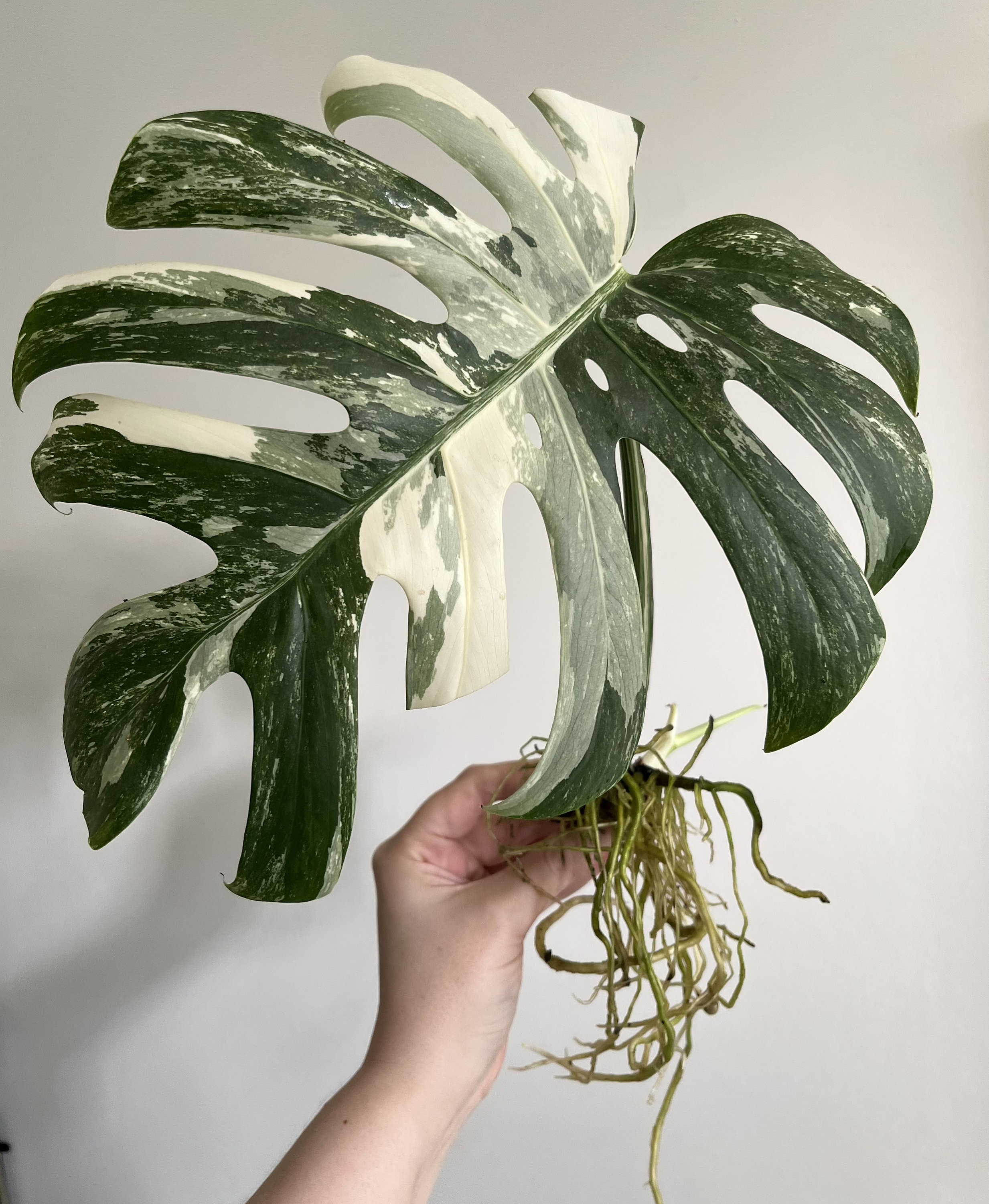 Monstera Albo Variegata Stecklinge, schne Multikultur, Sammlerstck,  Wohnkultur, bestes Geschenk fr ihn ihre Mama Papa Lehrer DIY Gartenarbeit  - Etsy sterreich