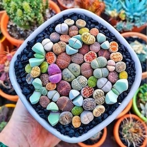 Bunte Lithops Samen, bestes Geschenk für ihn ihre Mama Papa Lehrer, Wohnkultur Geburtstagsgeschenk Hauspflanzen DIY Bio Garten Sukkulenten
