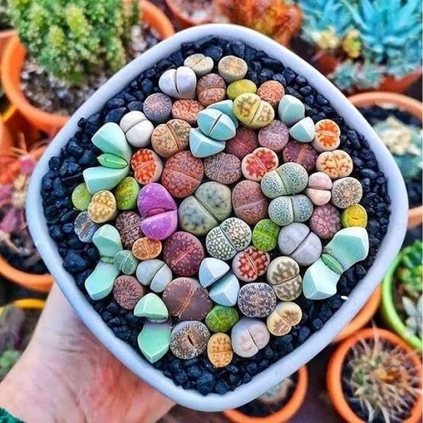 Mooie Lithops-zaden, geweldige kleuren, leuk en gemakkelijk te kweken, het beste cadeau voor hem en haar, woondecoratie, kamerplant, Moederdag, Vaderdag