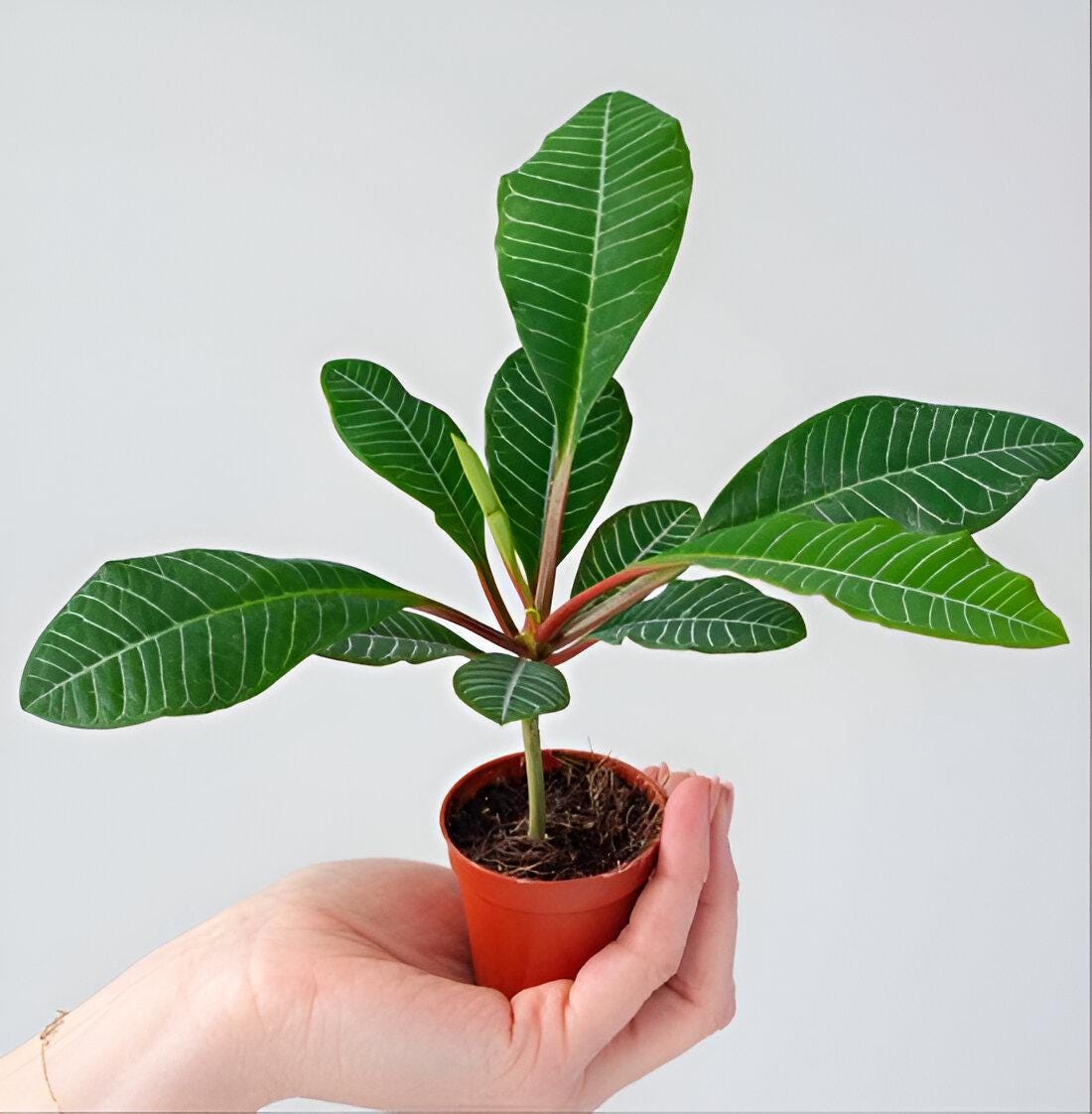 Madagascar Jewel Plant: Pflegeleichte Zimmerpflanze, Euphorbia, Mini-Palme,  Pflegeleicht - Etsy sterreich