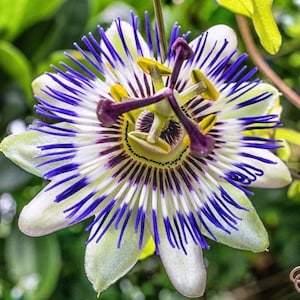 Passion Flower Samen, Passiflora bestes Geschenk für ihn ihre Mutter Papa Lehrer frosthart Wohnkultur Geburtstag Klettern blühende Zimmerpflanze