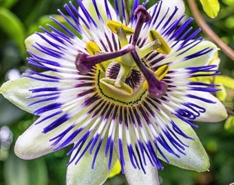 Graines de passiflore bleue, pour l'intérieur et l'extérieur, amusantes et faciles à cultiver, belles fleurs, cadeau fantastique pour tout amateur de plantes