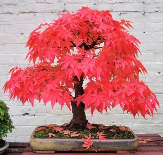 Roter Ahorn Bonsai-Baumsamen: Ahorn blhende Pflanze, frostharte Staude,  mit einfacher Anleitung - Etsy.de