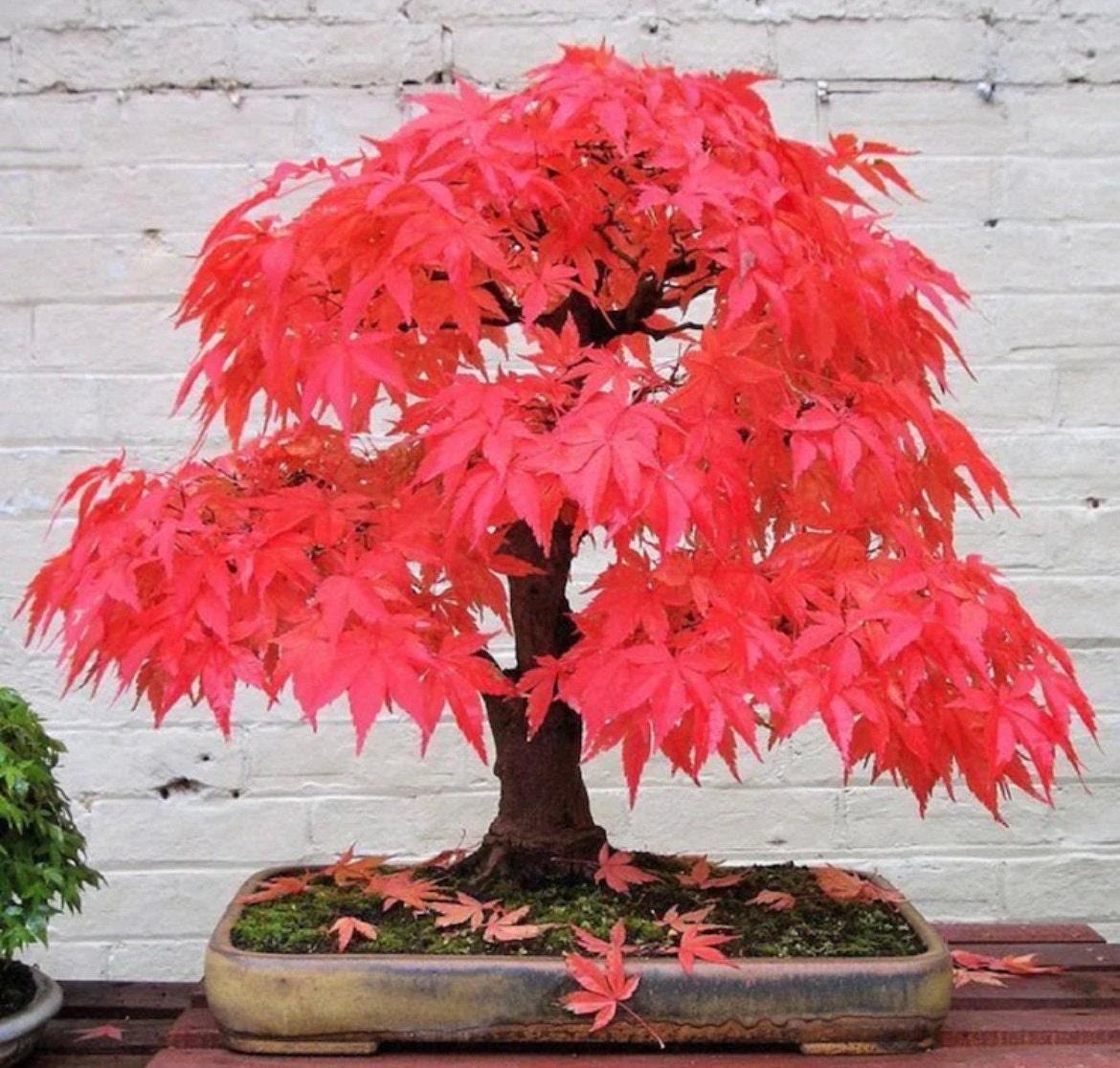 Bonsai knstlich rot ahorn - Etsy.de