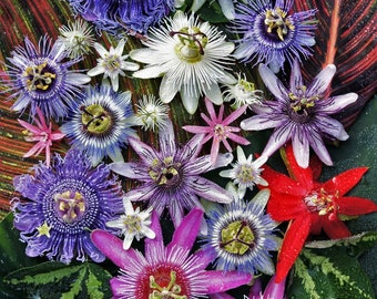 10 Semillas Diferentes de Variedad de Flor de la Pasión, fáciles de cultivar, Passiflora, regalo perfecto para él y para ella, jardinería, paquete de jardín de lujo, UE
