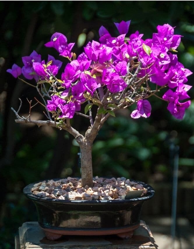 紫色の花を咲かせる盆栽の種：屋内外の装飾、観葉植物 - Etsy 日本