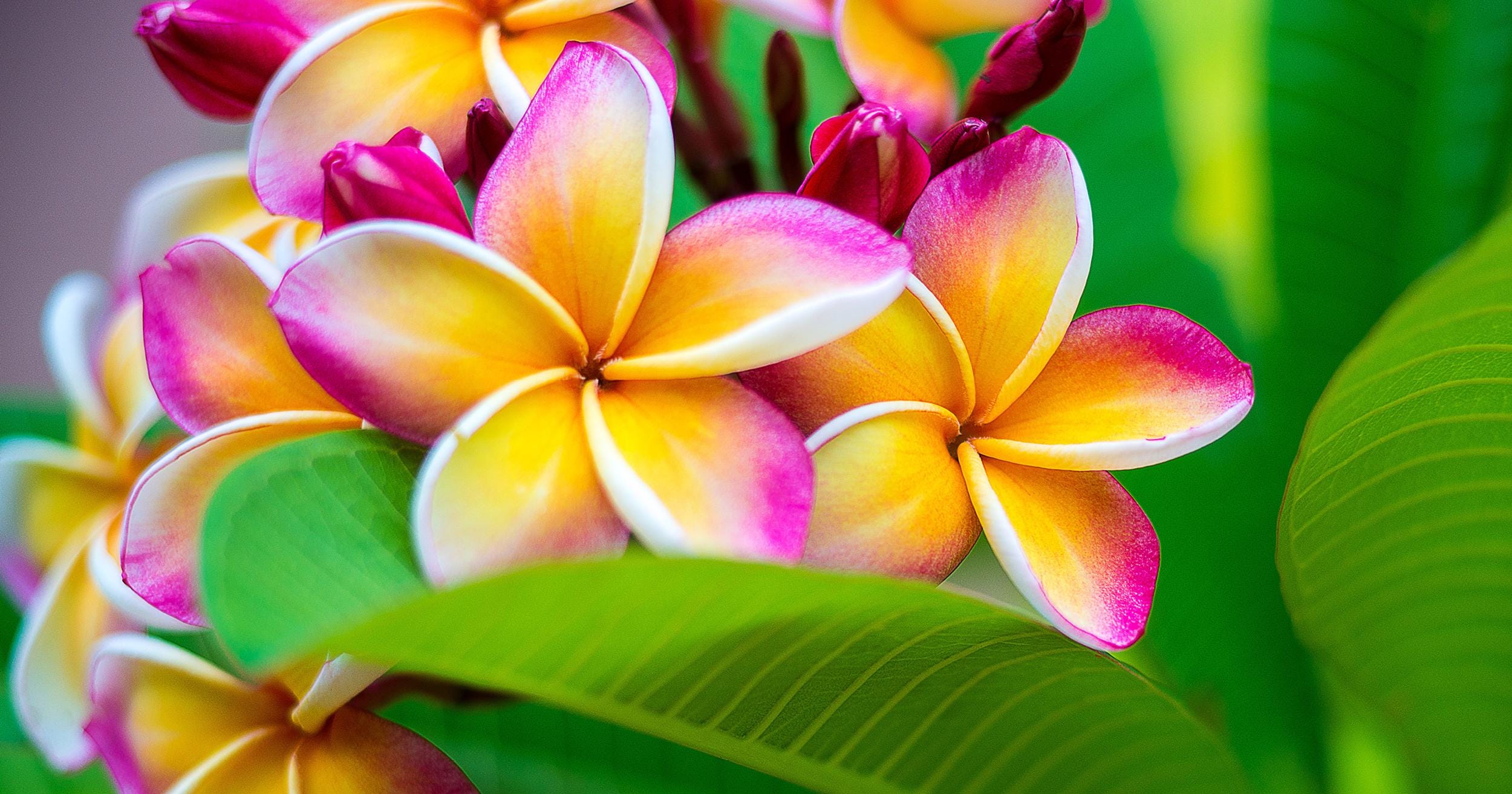 プルメリアの種：ピンクと黄色の花を咲かせる観葉植物。育てやすい 